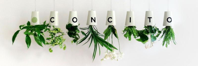 Concito - planter på hovedet